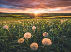 Ravensburger – Dandelions In Sunset – 500 bitar